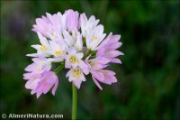 Allium roseum