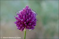 Allium sphaerocephalon