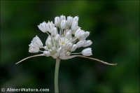 Allium stearnii