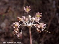 Allium stearnii