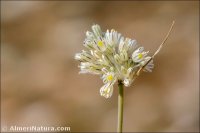 Allium stearnii