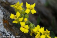 Alyssum nevadense