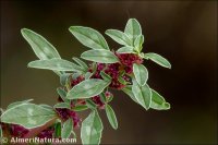 Amaranthus blitoides