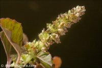 Amaranthus blitum
 subsp. emarginatus