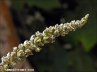 Amaranthus viridis