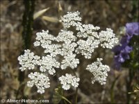 Ammoides pusilla