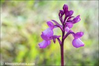 Anacamptis × subpapilionacea