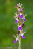 Anacamptis collina