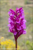 Anacamptis papilionacea
 subsp. expansa