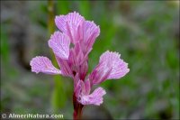 Anacamptis papilionacea subsp. expansa