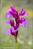 Anacamptis papilionacea
 subsp. expansa