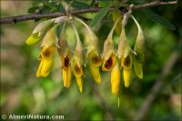 Anagyris foetida