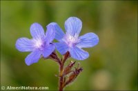 Anchusa azurea