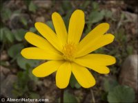 Anemone palmata