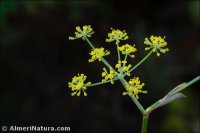 Anethum foeniculum