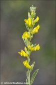 Anthyllis terniflora