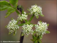 Apium nodiflorum