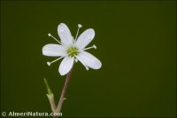 Arenaria armerina