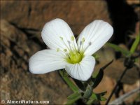 Arenaria montana
 ssp intricata