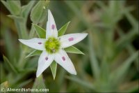 Arenaria pungens