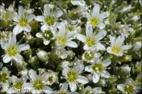 Arenaria tetraquetra
 ssp murcica