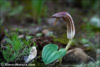 Arisarum vulgare