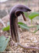 Arisarum X transiens