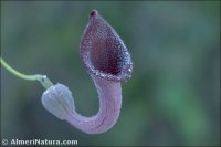 Aristolochia baetica