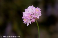 Armeria bourgaei