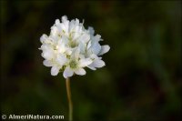 Armeria villosa subsp. bernisii