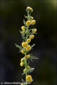 Artemisia chamaemelifolia