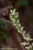 Artemisia herba-alba
 subsp. valentina