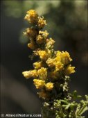 Artemisia herba-alba