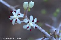 Asparagus albus