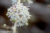 Asparagus albus