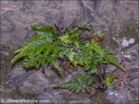 Asplenium onopteris