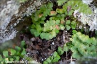 Asplenium petrarchae
 ssp bivalens