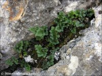 Asplenium ruta-muraia