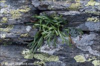 Asplenium septentrionale