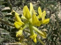 Astragalus alopecuroides
 ssp grosii