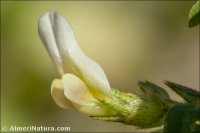 Astragalus boeticus