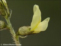 Astragalus edulis