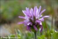 Astragalus glaux