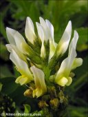 Astragalus hamosus