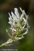 Astragalus monspessulanus
 ssp gypsohyllus