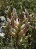 Astragalus monspessulanus
 ssp gypsohyllus