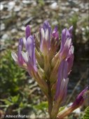 Astragalus monspessulanus