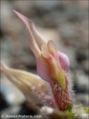 Astragalus peregrinus
 ssp warionis