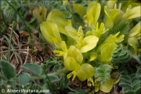 Astragalus tremolsianus