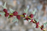 Blitum virgatum